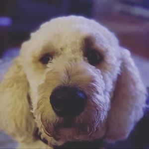 Meet your Posher, Colleen